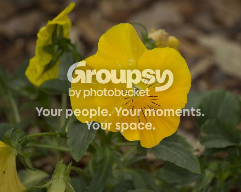 pansy2a_zpsb689e646.jpg