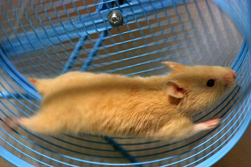 gerbil-running-in-wheel.jpg