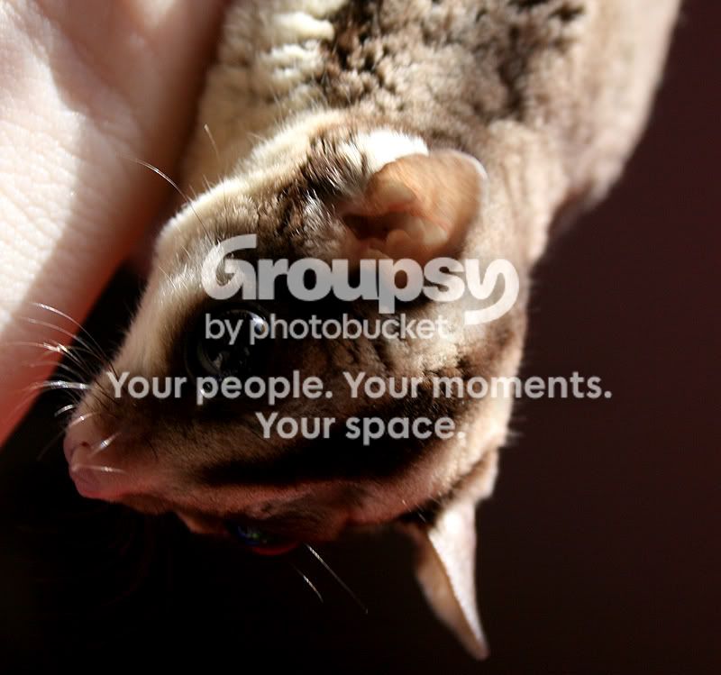 ProSugz048.jpg