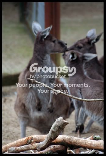 KissingKangas.jpg