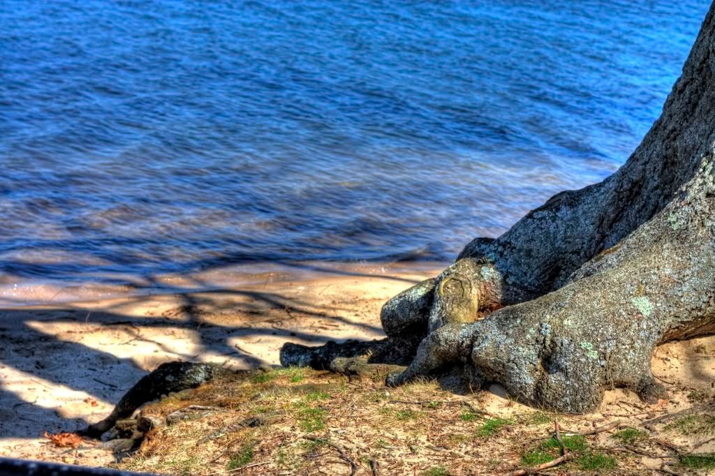 beachtree.jpg
