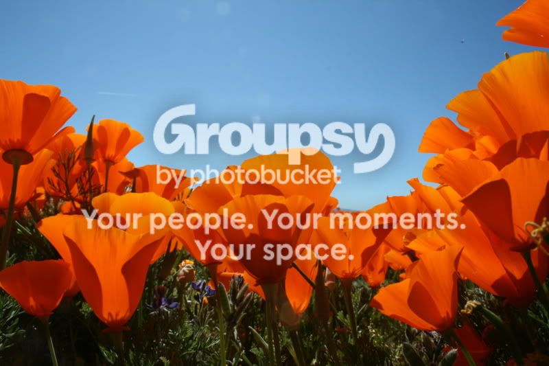 poppyfields053.jpg