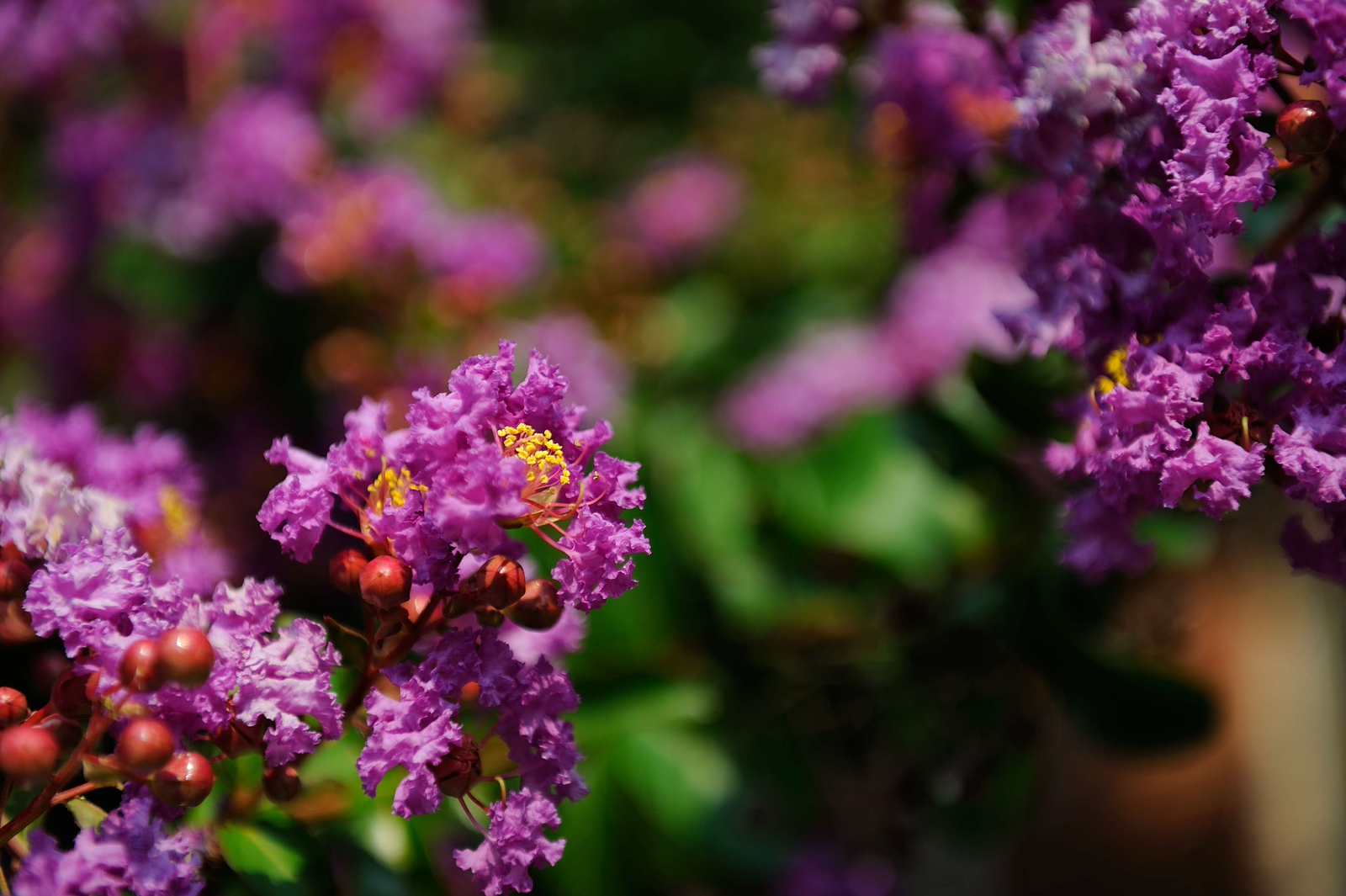 DSC_00016-X3.jpg