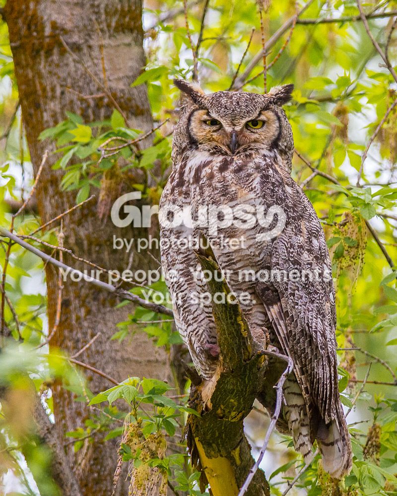 momowl_zpse87f1474.jpg~original