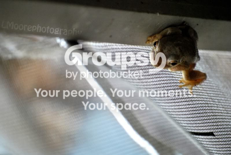 frogcopy.jpg