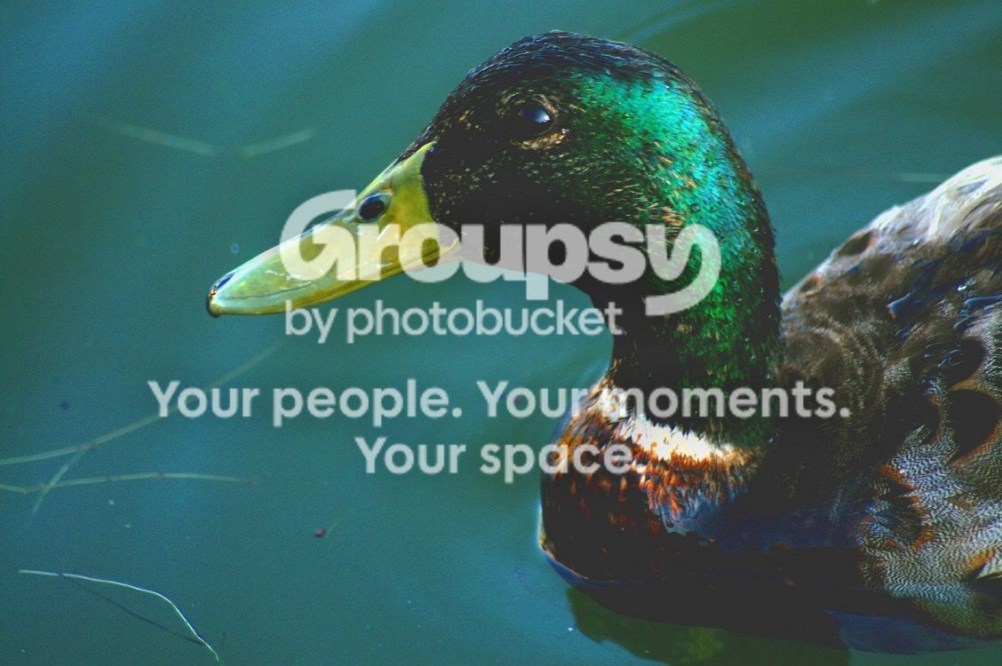 Ducksdowntown144b.jpg