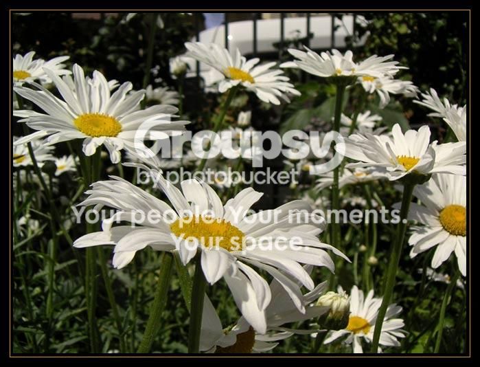 Corfu-Flowers.jpg