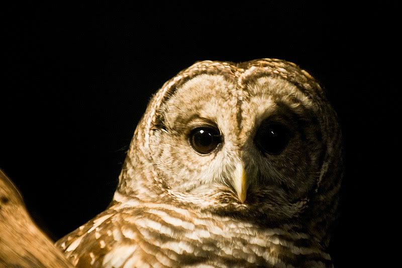 Barred-Owl1.jpg