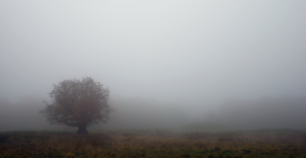 fog.jpg