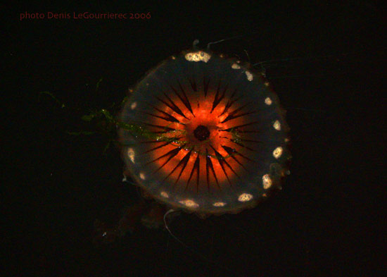 bantryjellyfish.jpg