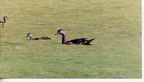 woodduckchicks.jpg