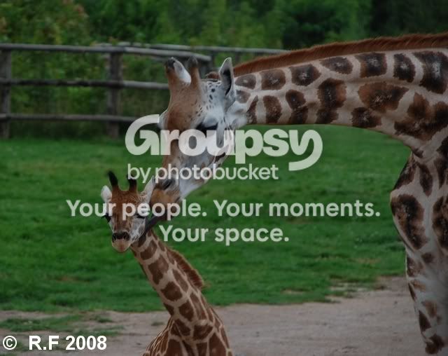 giraff1.jpg