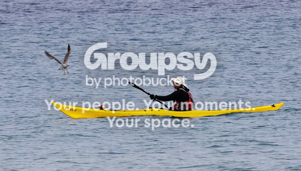 Meeting-Kayakandseagull-better.jpg