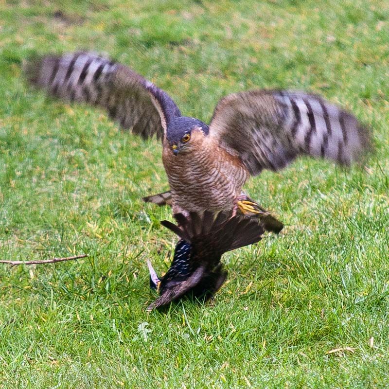 Hawkattack-1.jpg