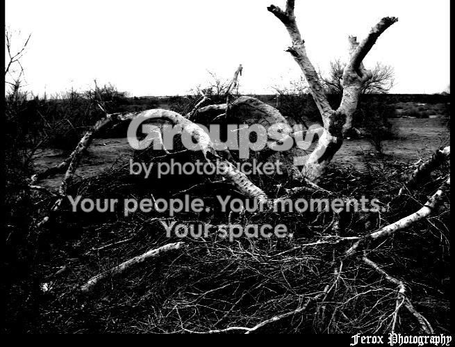 branches.jpg
