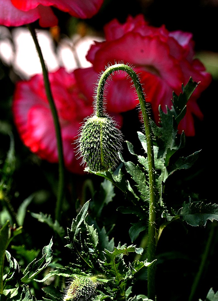IMG_7642-X2.jpg