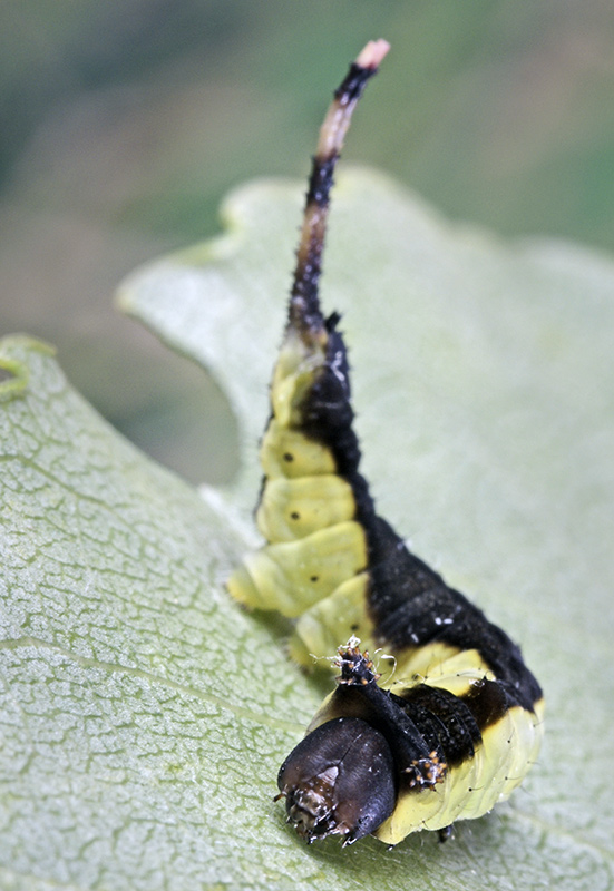 cerura_vinula_12.jpg
