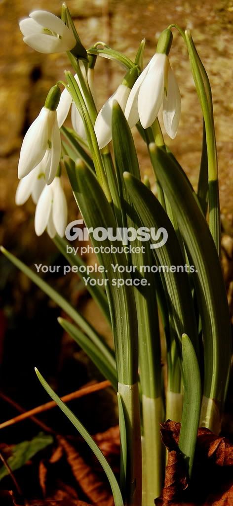 Snowdrop3.jpg