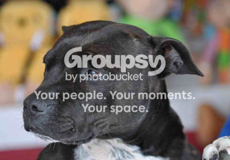staffie.jpg