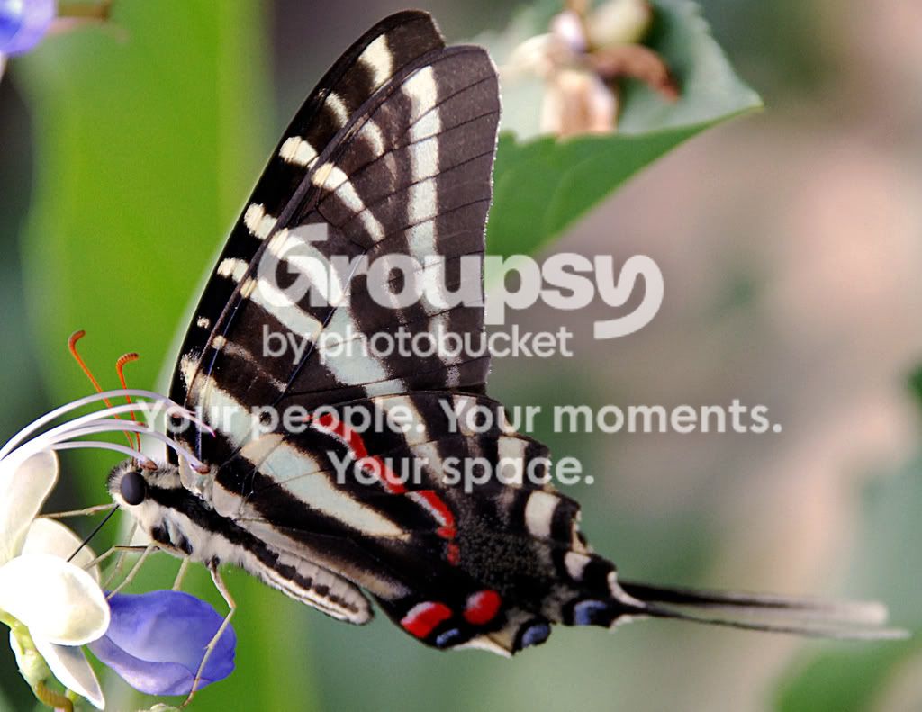 butterflyphotoshopped.jpg