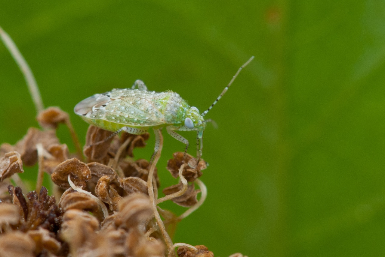 DSC_1652-X2.jpg