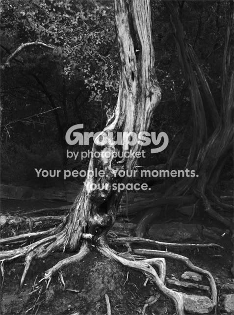 The-Screaming-Tree.jpg