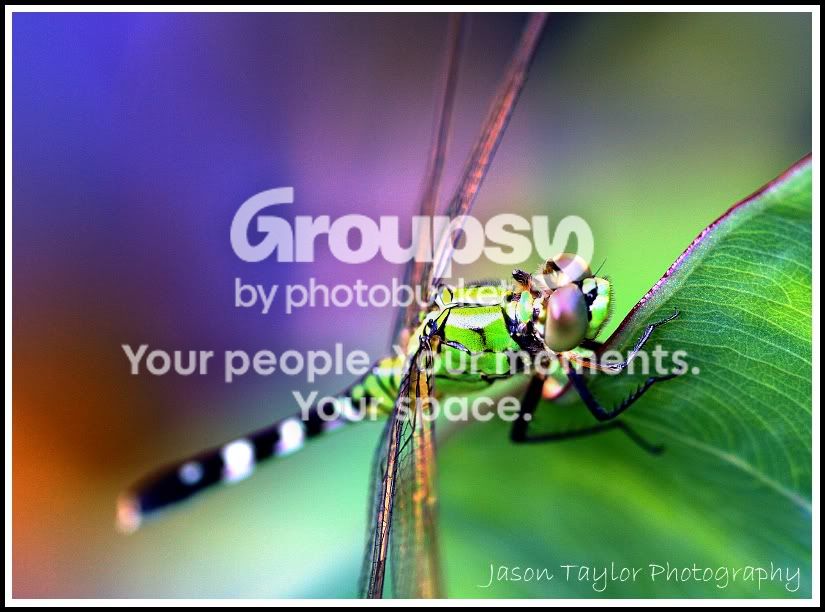 greendragonflyrainbow.jpg