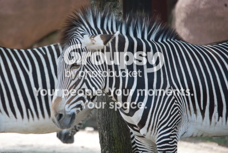 zoofaves-6.jpg