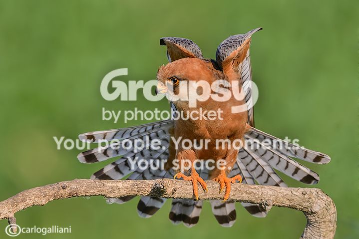 156034863_eOkXJIRU_ABD_92661.jpg