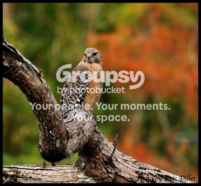 ECD_6026copy.jpg