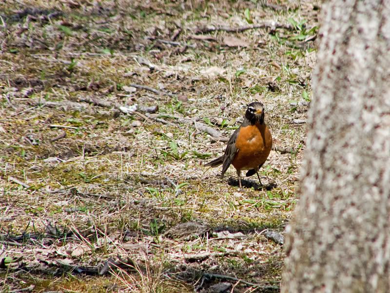 robin1-1.jpg