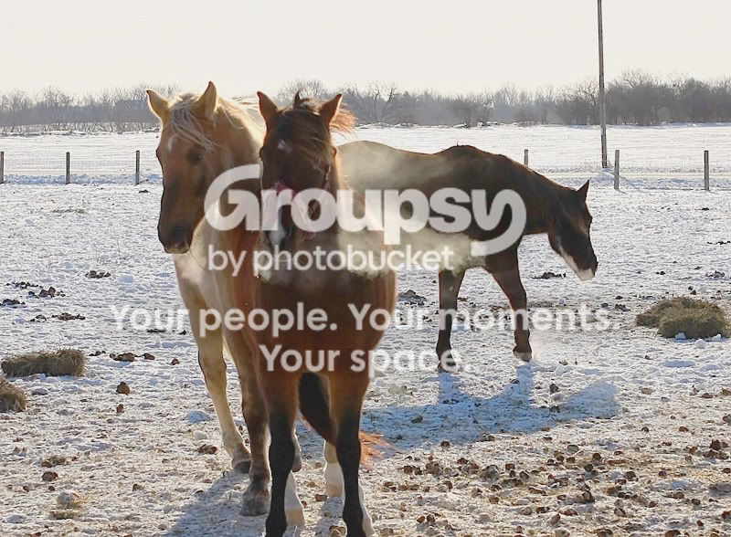 Subzerohorses003.jpg