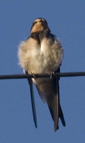 Housemartin1.jpg