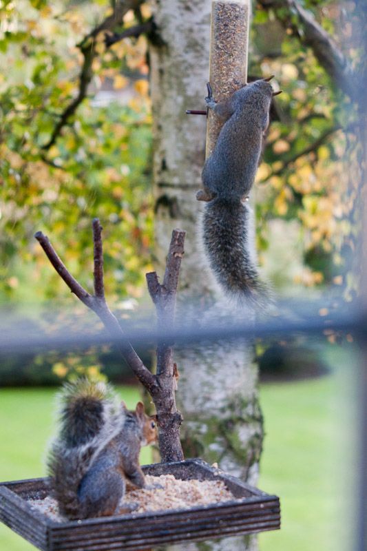 Squizzle-0030.jpg