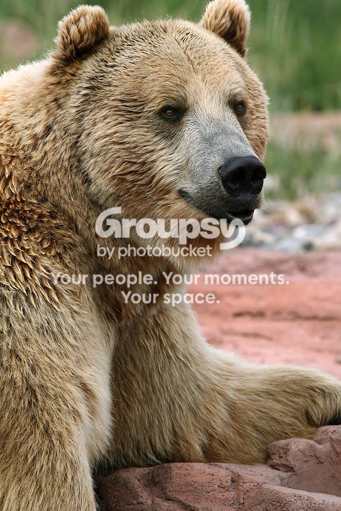 Bear.jpg