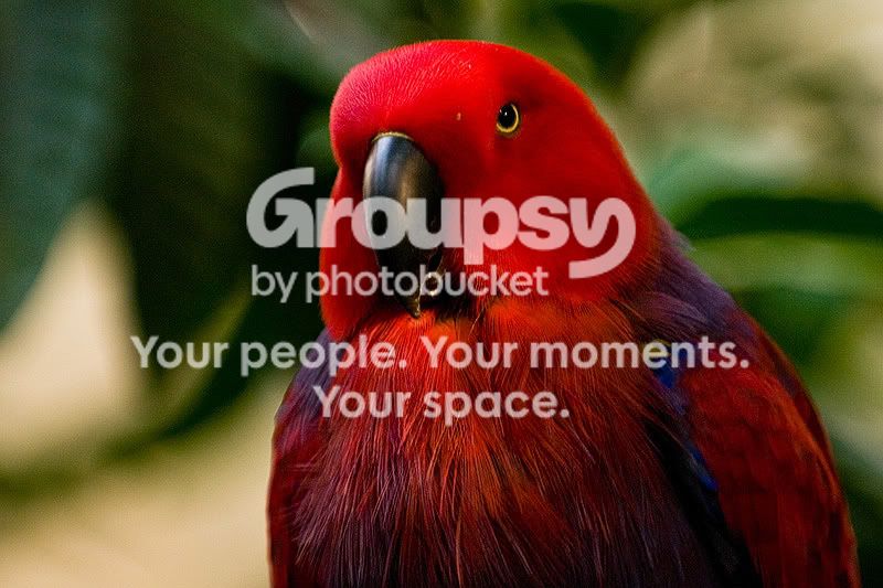 Colorful-Bird-1.jpg
