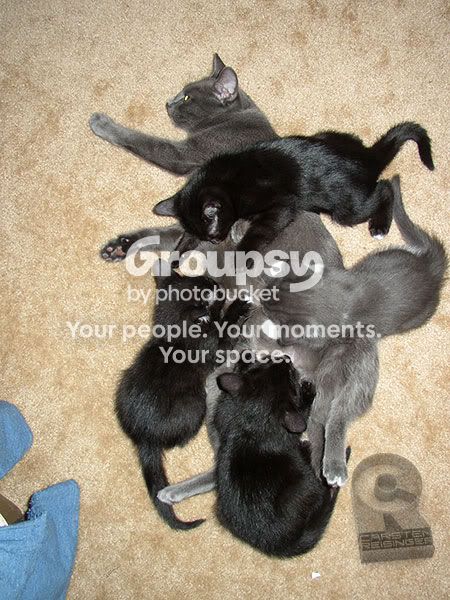 01_kittie2.jpg