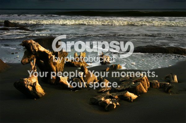 stumps-on-beach.jpg