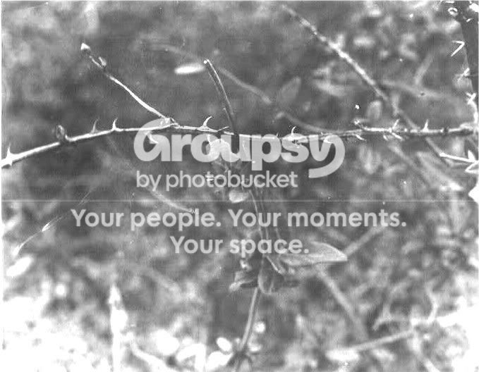 thorns.jpg