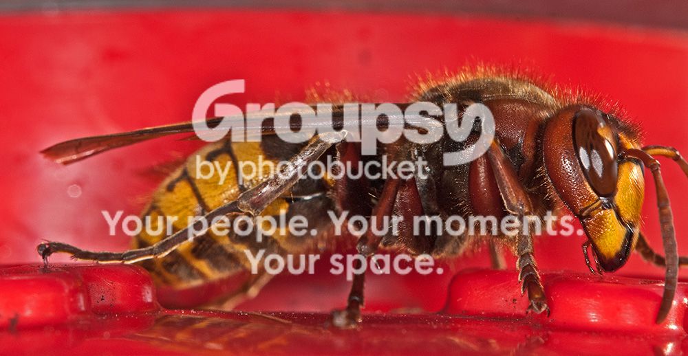 BeeonFeeder017copy.jpg