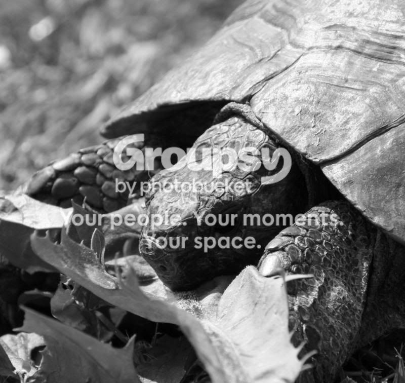 IMG_0014bw.jpg