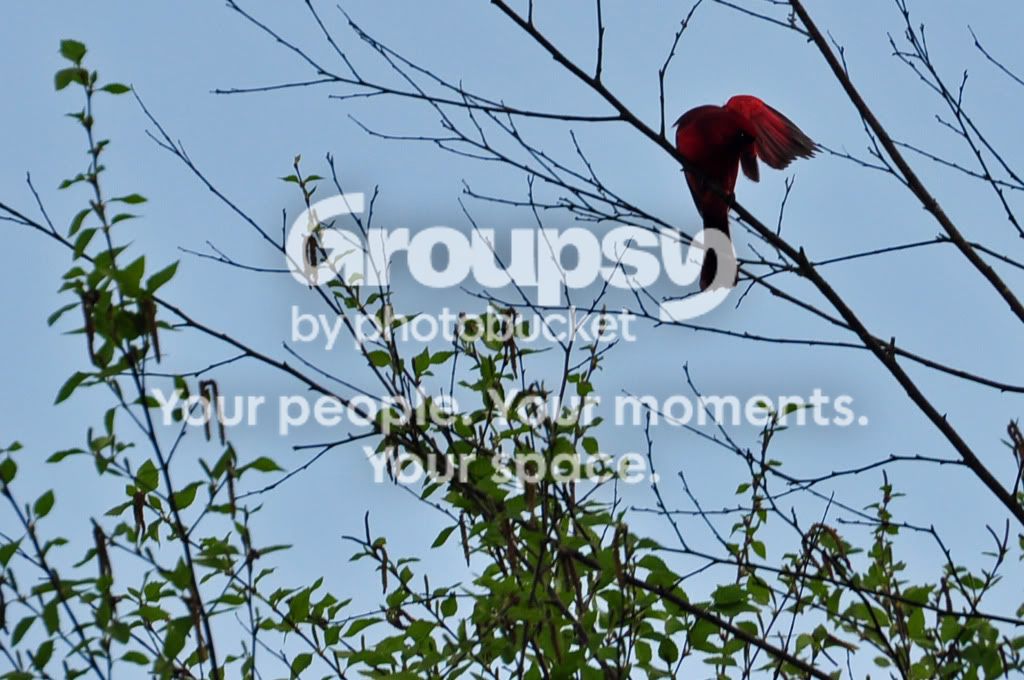 cardinal.jpg