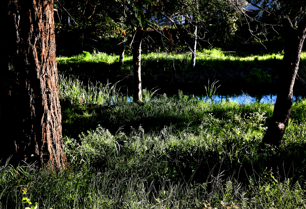 GRAS5268.jpg