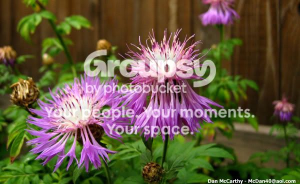 purplespineyflowers.jpg
