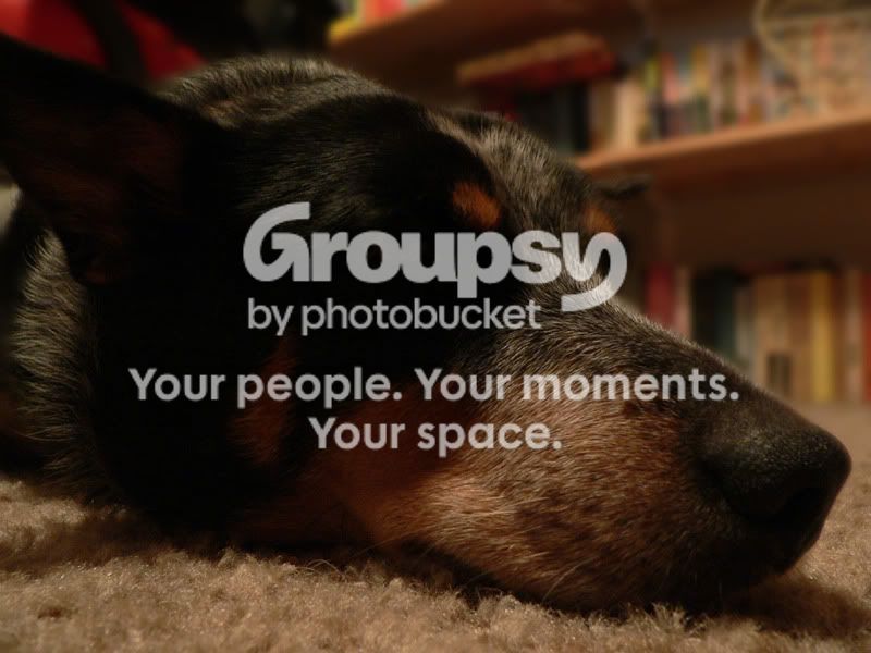 dogblur.jpg