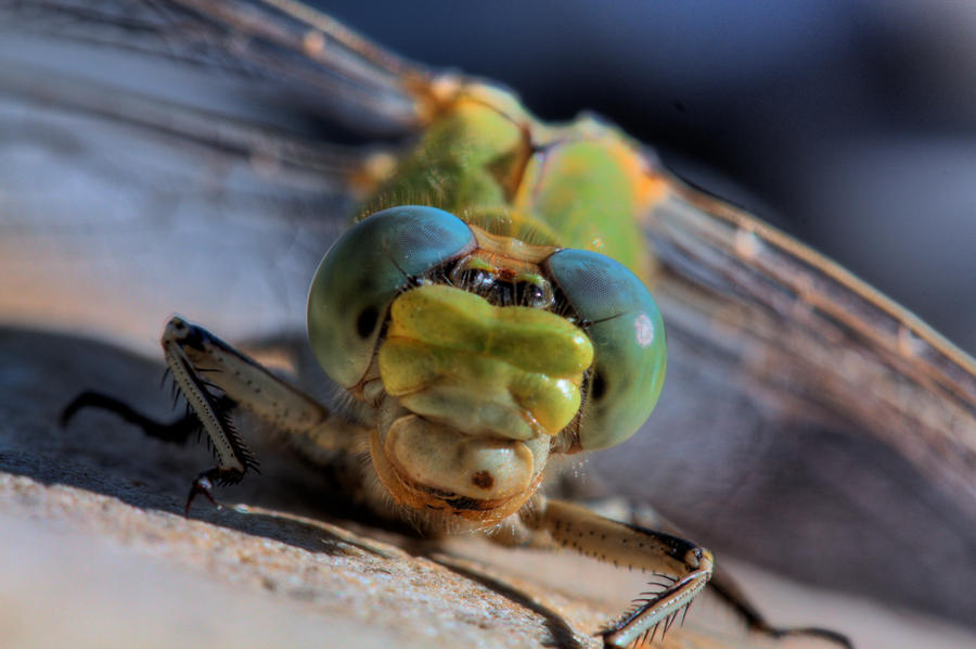 DragonFly_HDR_by_mack1time.jpg