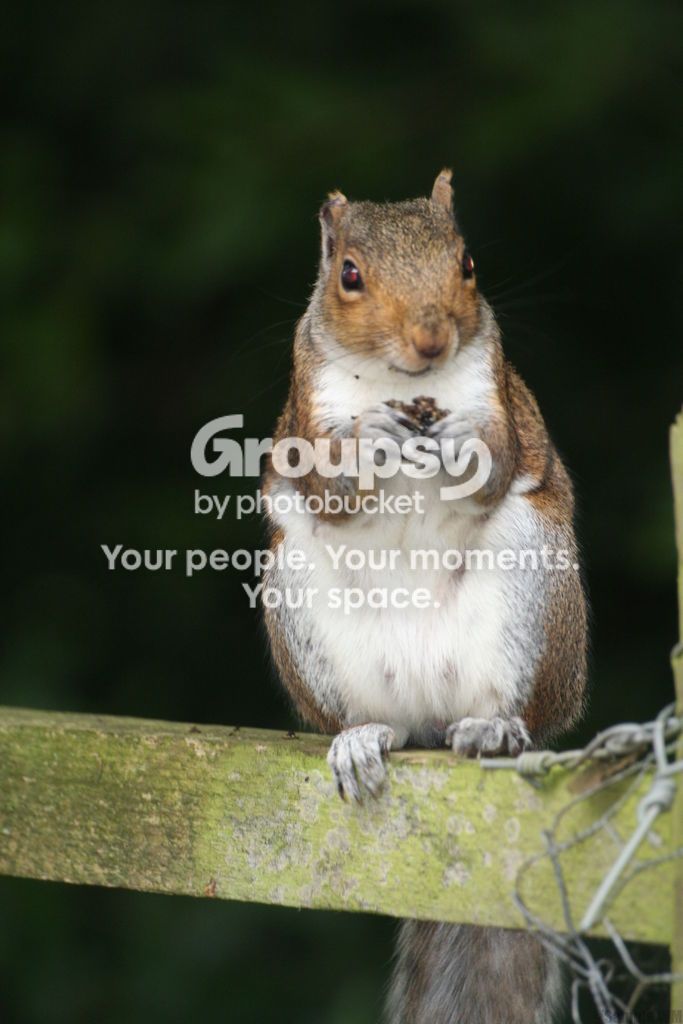 Red%20Squirrel_zpsgzv9myjp.jpg