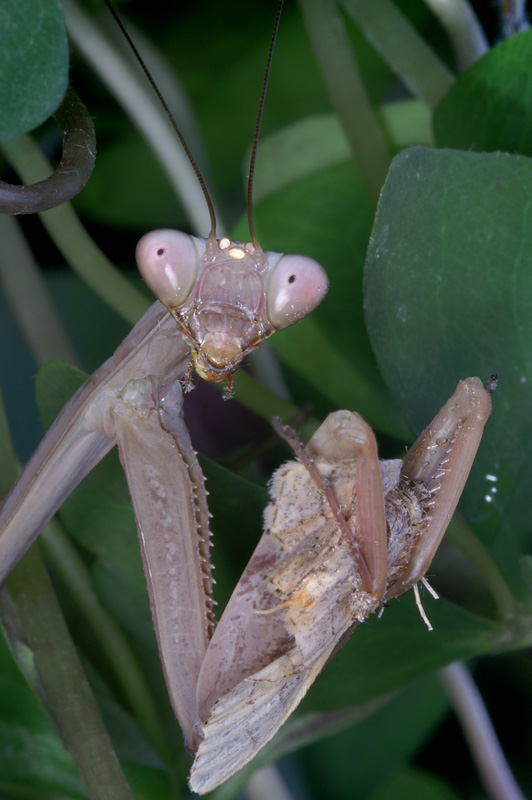 mantid_19.jpg