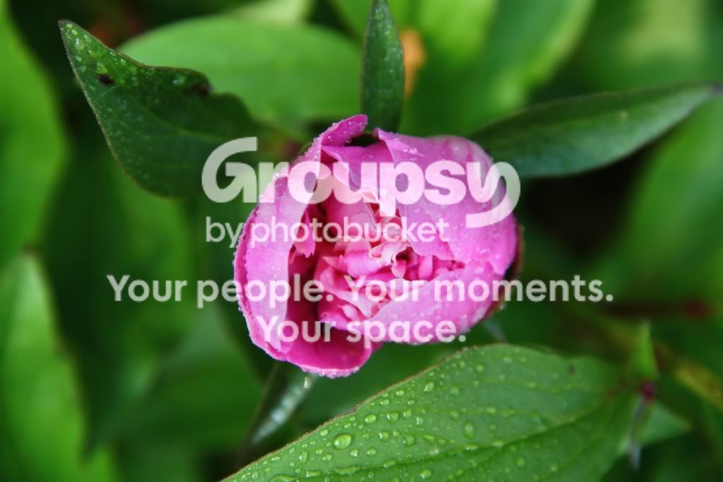 flower2.jpg