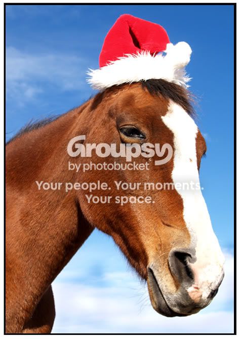 horse.jpg